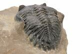 Double Hollardops Trilobite Specimen - Foum Zguid, Morocco #216570-6
